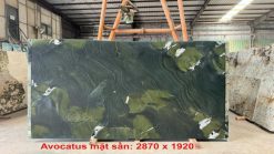 Avocatus mặt sần